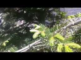 Sirop din muguri de brad. Sirop De Muguri De Brad Reteta La Rece Youtube