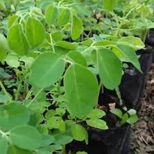 Kami adalah pengumpul dan pemasok daun terbesar di dunia! Jual Tanaman Kelor Pohon Daun Kelor Bibit Kelor Tanaman Pohon Daun Bibit Daun Kelor Pohon Kelor Terbaru Juli 2021 Blibli