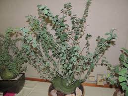 Image result for Adenia spinosa