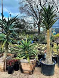 Get free shipping at $35 and view promotions and reviews for tadin aloe vera & cactus dietary supplement, capsules. Aloe Barberae X Dichotoma The Cactus King