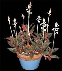 I rarely have shoots with more then 6 leaves on them at a given time. Jewel Orchid Care Repotme
