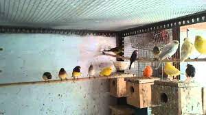 Ciri indukan kenari jantan yang bisa dijadikan indukan yaitu kenari yang tidak sakit, gacor, memiliki warna indah dan cerah. Cara Ternak Kenari Sistem Koloni Dijamin Berhasil Bosskicau