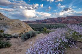 George police department is asking for the public's help in identifying a man believed to be connected to an armed robbery that police are seeking information the man shown in the photo who is wanted for questioning in an armed robbery at a local store, st. St George