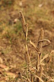 Image result for Cenchrus americanus