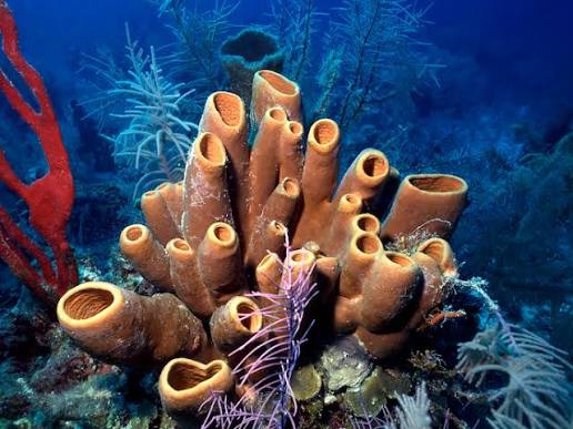 Las esponjas del fondo marino desvelan secretos evolutivos | DeepSym Project | Resultados resumidos | H2020 | CORDIS | Comisión Europea