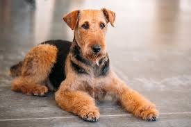 Hypoallergenic dogs might be the answer. Dogs That Don T Shed 36 Beautiful Non Shedding Breeds Cheapism Com