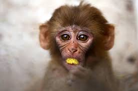 Monkey nuts: chaos in Pakistan court as baby primate escapes ...