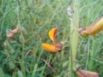 Image result for Crotalaria heidmannii