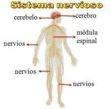 Sistema nervioso humano para niños el cerebro partes y. Yensi Gonzales Lamonamile Perfil Pinterest
