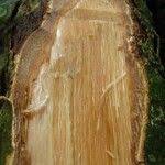 Image result for Afrostyrax lepidophyllus