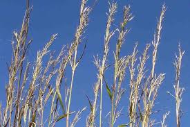 Image result for Andropogon gayanus