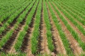 Save Dakar Sn Civictech Auf Twitter Cyperus Esculentus Souchet Ndir En Wolof Le Souchet Comestible De La Famille Des Cyperacees Est Originaire Du Bassin Mediterraneen Europe Meridionale Afrique Du Nord Afrique De L