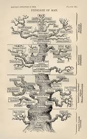 Tree Of Life Biology Wikipedia