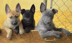 Pin By Nonny Andreana Gantzos On Dutch Shepherd Dog Dutch Shepherd Dog Dutch Shepherd Puppy Shepherd Puppies