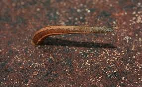 Leech Control Resources Blog Ponds Seawalls Fountains More Pond Place Of Michigan