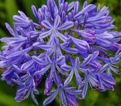 Why Is My Agapanthus Not Flowering Gardener Report