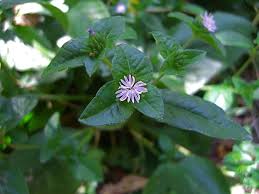 Image result for Elephantopus