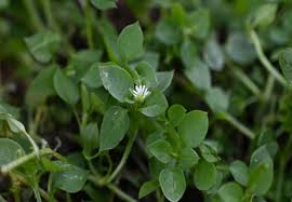 Image result for Stellaria