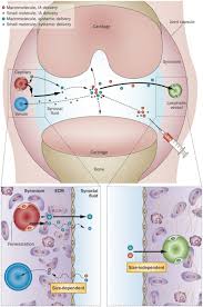 4.9 / 5 9 мнений. Progress In Intra Articular Therapy Nature Reviews Rheumatology