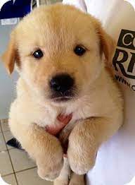 Miniature golden retriever puppies looking for their forever homes! Gollies Golden Border