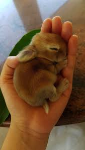 Cute Animals Australia So Cute Baby Animals Bear Before Cute Animals Sketch Cute Little Animals Fluffy Animals Cute Animals