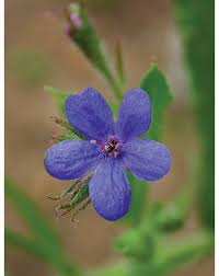 Image result for Anchusa