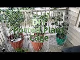 Due to their smell or even because they're poisonous. Diy Squirrel Proof Potted Plant Cage Youtube