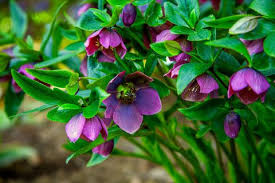 Fiori piante piante perenni vivaio sempreverde. 10 Piante Da Giardino Da Esterno E Tipi Di Fiori Resistenti