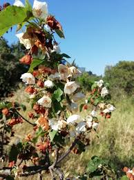 Image result for Dombeya shupangae