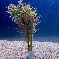 Image result for Pogostemon aquaticus