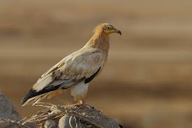 An immature at bridgwater bay, somerset and bristol, in october 1825 and an immature at peldon, essex, on 28 september 1868. Egyptian Vulture Neophron Percnopterus Observation Org