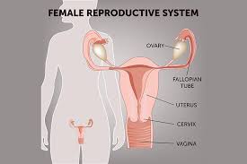 Media in category female human anatomy. Female Reproductive System Anatomy Diagram Parts Function