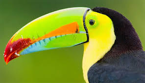 Resultado de imagen de fotos de animales en peligro de extinción