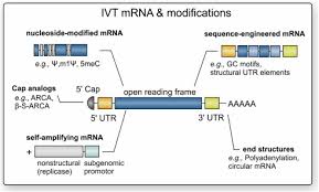 In this review, we discuss the general principles of mrna vaccine design and working mechanisms of the. Three Decades Of Messenger Rna Vaccine Development Sciencedirect