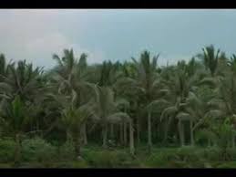 New york city bed and breakfast. The End Apocalypse Now Video Dailymotion