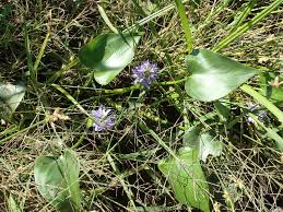 Image result for Monochoria