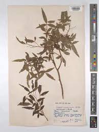 Image result for Searsia leptodictya