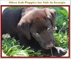 Silver lab puppies for sale in georgia. Silver Lab Puppies For Sale In Georgia Price Images Easy Location 2021
