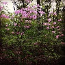 Plantfiles Pictures Piedmont Azalea Pinxter Azalea Wild Azalea Sweet Mountain Azalea Wild Honeysuckle Rhodo Shade Landscaping Landscape Decor Diy Azaleas