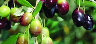 As a local south florida company, we make sure we do all we can to keep the environment of this great state safe. Olive Tree Pests And Diseases Agriculture And Food