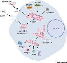 Check spelling or type a new query. Mitochondrial Functions In Infection And Immunity Trends In Cell Biology