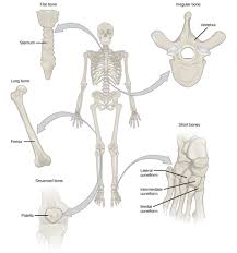 Real human rib cage spine and female pelvis bones anatomy with intervertibral disks 01. Types Of Bone Biology For Majors Ii