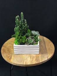 Shop the planet desert cactus collection for unique and beautiful cacti to add to your collection of plants. Dessert Nights In Boston Ma Dahlias Garden Llc