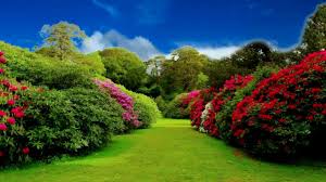 Hd 1080p Beautiful Flower Garden Video Royalty Free Flourish Video 763 Beautiful Flowers Garden Beautiful Flowers Flower Garden