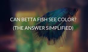 You have probably seen the standard blue and red color patterns but do you know about all of the available betta fish colors? Can Betta Fish See Color The Answer Simplified Betta Care Fish Guide