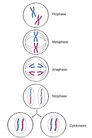 Life Sciences Cyberbridge Mitosis Biology Lessons Interactive Science Notebook
