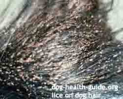 Image result for what do lice look like in dog fur