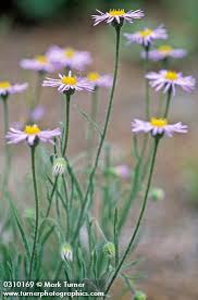 Image result for Eriosema pumilum