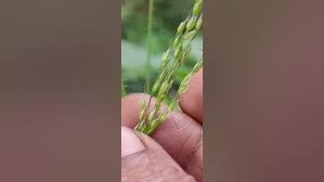 Image result for Alloteropsis