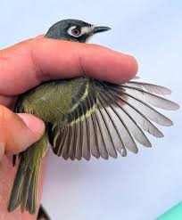 Image result for Viridivia suberosa